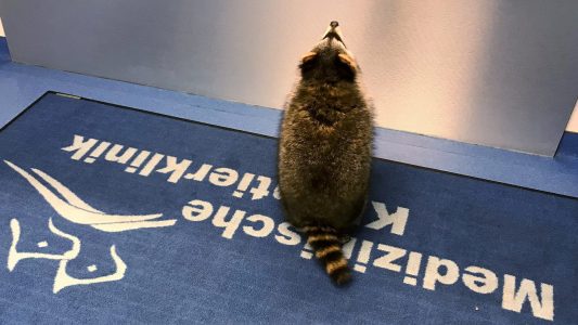Hilfe für Waschbär Jacky