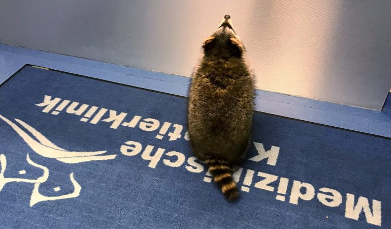 Hilfe für Waschbär Jacky