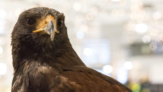 Hillary soll Tauben vertreiben