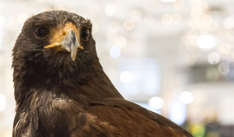 Hillary soll Tauben vertreiben