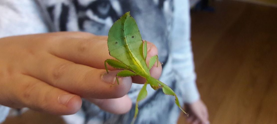 Ein Blatt als Haustier