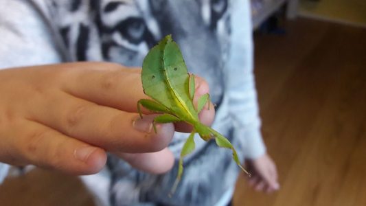 Ein Blatt als Haustier