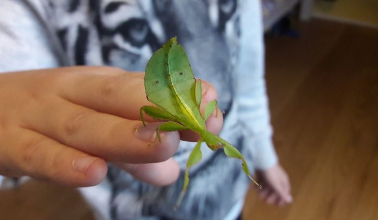 Ein Blatt als Haustier