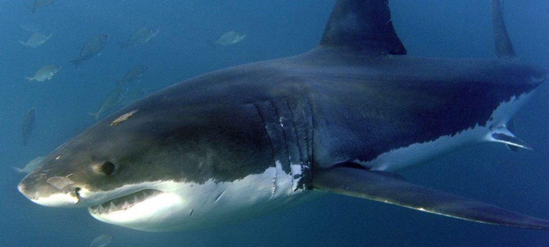 Was gucken Menschen von der Natur ab?