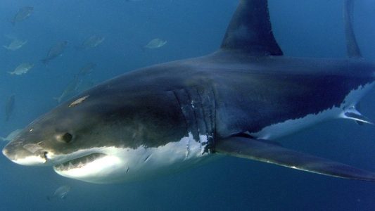 Was gucken Menschen von der Natur ab?