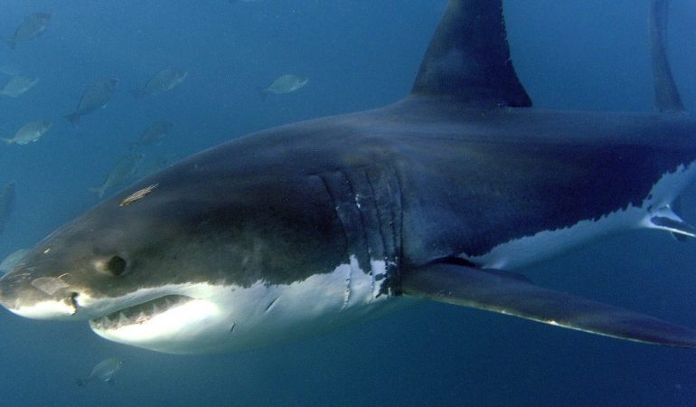 Was gucken Menschen von der Natur ab?