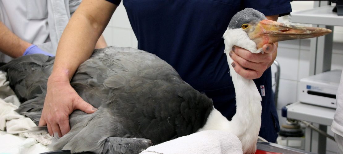 Heintje hatte Schrauben im Bauch