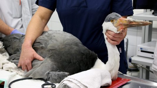 Heintje hatte Schrauben im Bauch