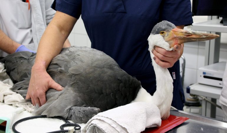 Heintje hatte Schrauben im Bauch