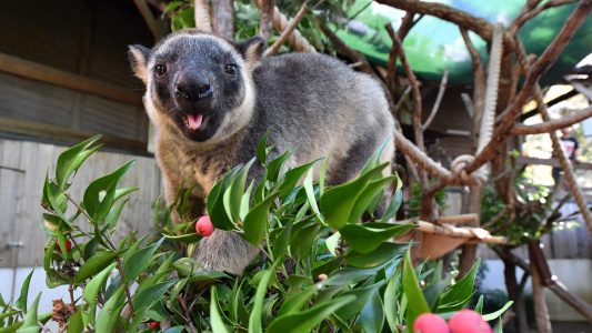 Können Kängurus klettern?