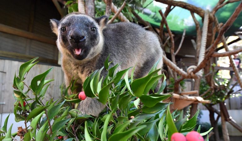 Können Kängurus klettern?