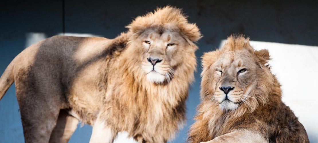 Seltene Löwen