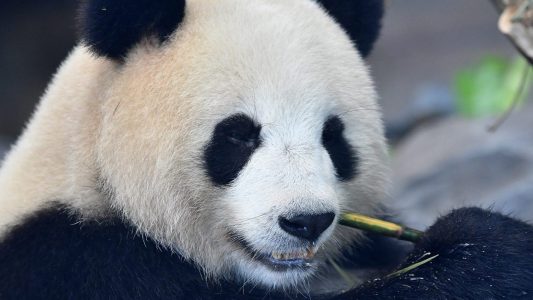 Warum läuft Meng Meng rückwärts?