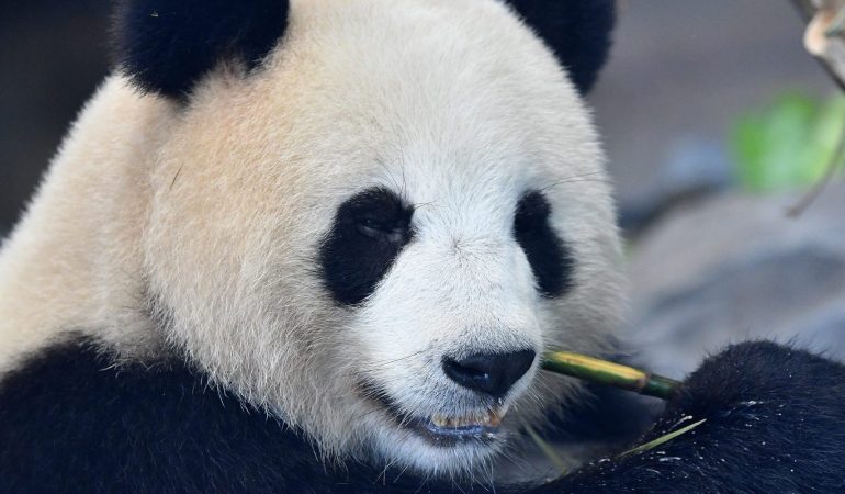 Warum läuft Meng Meng rückwärts?