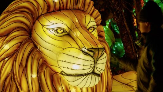 Raus hier: Zirkus, Kino und leuchtende Tiere