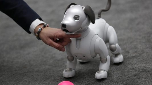 Roboterhund muss noch lernen