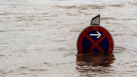 Surfende Möwen auf dem Rhein