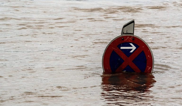 Surfende Möwen auf dem Rhein