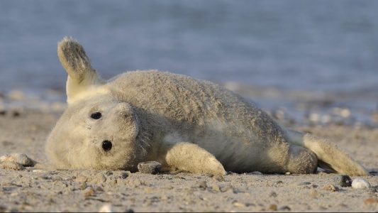 Kleine Robben auf Helgoland