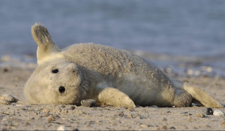 Kleine Robben auf Helgoland