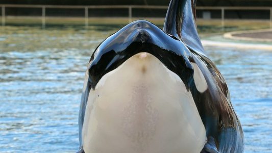 Ein Schwertwal spricht – oder pupst?