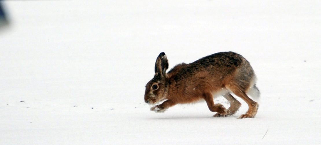 Wie überstehen Pflanzen und Tiere den Winter?