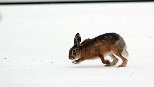 Wie überstehen Pflanzen und Tiere den Winter?