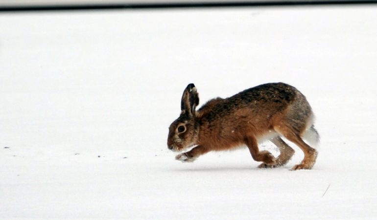 Wie überstehen Pflanzen und Tiere den Winter?