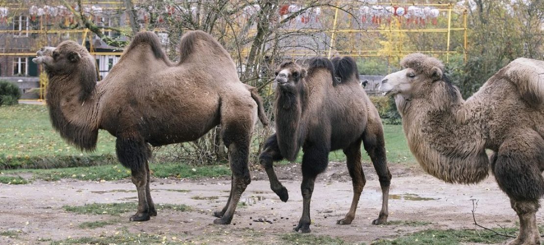 So überstehen Zootiere den Winter
