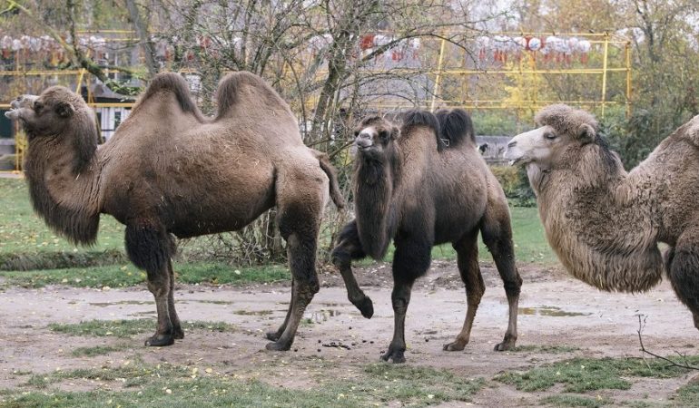 So überstehen Zootiere den Winter