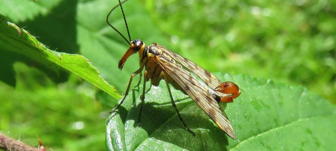 Die Gemeine Skorpionsfliege (Panorpa communis) ist das Insekt des Jahres 2018. Foto: Rainer Willmann/Senckenberg Gesellschaft für Naturforschung/dpa