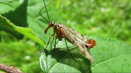 Die Gemeine Skorpionsfliege (Panorpa communis) ist das Insekt des Jahres 2018. Foto: Rainer Willmann/Senckenberg Gesellschaft für Naturforschung/dpa