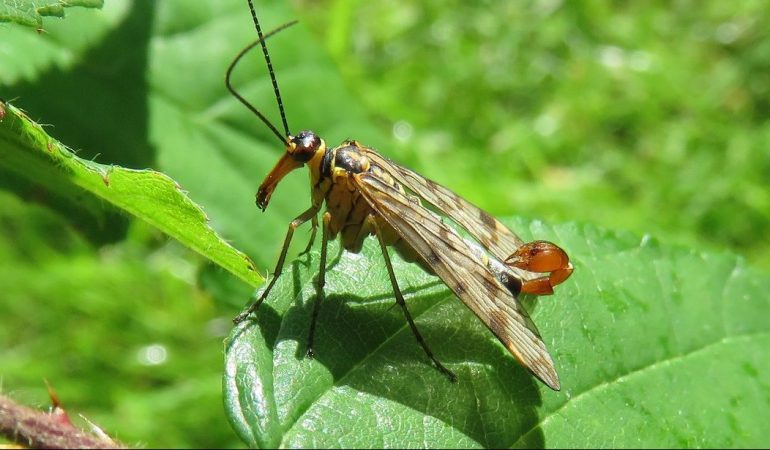 Die Gemeine Skorpionsfliege (Panorpa communis) ist das Insekt des Jahres 2018. Foto: Rainer Willmann/Senckenberg Gesellschaft für Naturforschung/dpa