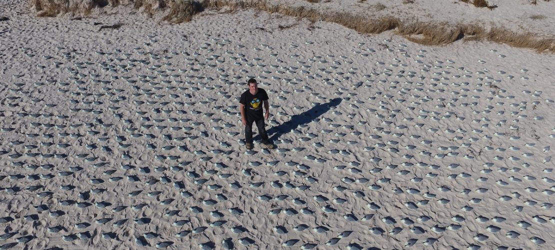 Ein Wissenschaftler steht in der undatierten Aufnahme einer Drohne zwischen zahlreichen Gummi-Enten an einem Strand in Adelaide, Australien. (Foto: dpa)