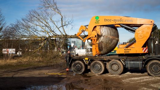Eine entwurzelte Linde liegt auf einem Spezial-Fahrzeug der auf Baumverpflanzungen spezialisierten Firma Opitz, um an einen neuen Ort verpflanzt zu werden.