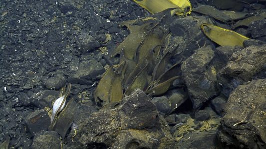 In diesen grünen Hüllen wachsen Baby-Rochen heran. (Foto: dpa)
