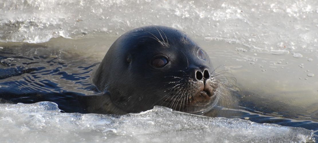 26.04.2008, Finnland: Eine Saimaa-Ringelrobbe schwimmt zwischen Eisschollen. Dies ist eine Saimaa-Ringelrobbe. ACHTUNG: Das Bild ist auch im Bildfunk gelaufen Foto: Mervi Kunnasranta/WWF/dpa - ACHTUNG: Nur zur redaktionellen Verwendung im Zusammenhang mit der aktuellen Berichterstattung und nur mit vollständiger Nennung des vorstehenden Credits - Honorarfrei nur für Bezieher des Dienstes dpa-Nachrichten für Kinder +++ dpa-Nachrichten für Kinder +++