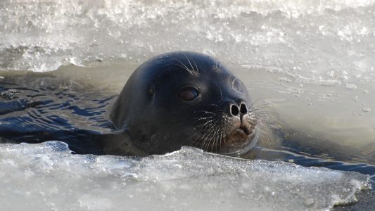 26.04.2008, Finnland: Eine Saimaa-Ringelrobbe schwimmt zwischen Eisschollen. Dies ist eine Saimaa-Ringelrobbe. ACHTUNG: Das Bild ist auch im Bildfunk gelaufen Foto: Mervi Kunnasranta/WWF/dpa - ACHTUNG: Nur zur redaktionellen Verwendung im Zusammenhang mit der aktuellen Berichterstattung und nur mit vollständiger Nennung des vorstehenden Credits - Honorarfrei nur für Bezieher des Dienstes dpa-Nachrichten für Kinder +++ dpa-Nachrichten für Kinder +++