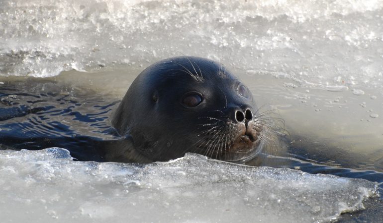 26.04.2008, Finnland: Eine Saimaa-Ringelrobbe schwimmt zwischen Eisschollen. Dies ist eine Saimaa-Ringelrobbe. ACHTUNG: Das Bild ist auch im Bildfunk gelaufen Foto: Mervi Kunnasranta/WWF/dpa - ACHTUNG: Nur zur redaktionellen Verwendung im Zusammenhang mit der aktuellen Berichterstattung und nur mit vollständiger Nennung des vorstehenden Credits - Honorarfrei nur für Bezieher des Dienstes dpa-Nachrichten für Kinder +++ dpa-Nachrichten für Kinder +++