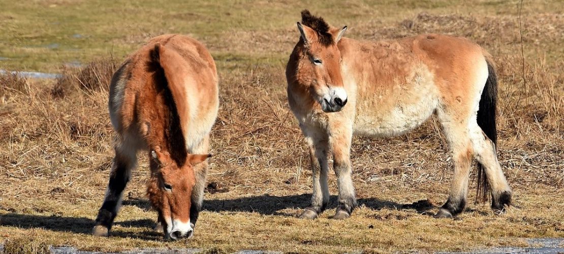 ARCHIV - Przewalski-Pferde im Park Schorfheide, Deutschland, 14. Februar 2017.