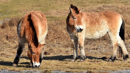 ARCHIV - Przewalski-Pferde im Park Schorfheide, Deutschland, 14. Februar 2017.