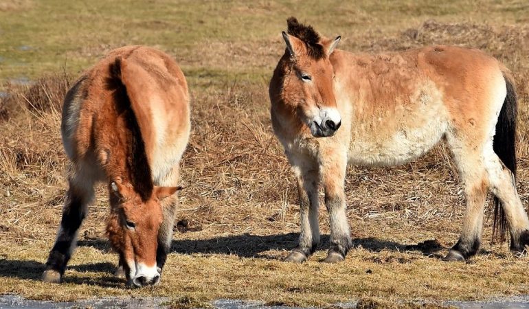 ARCHIV - Przewalski-Pferde im Park Schorfheide, Deutschland, 14. Februar 2017.