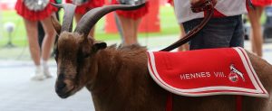 Der Geißbock «Hennes der VIII», Maskottchen des 1. FC Köln, wartet vor den Cheerleadern auf den Spielbeginn. (Foto: dpa)