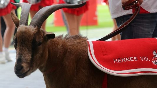 Der Geißbock «Hennes der VIII», Maskottchen des 1. FC Köln, wartet vor den Cheerleadern auf den Spielbeginn. (Foto: dpa)