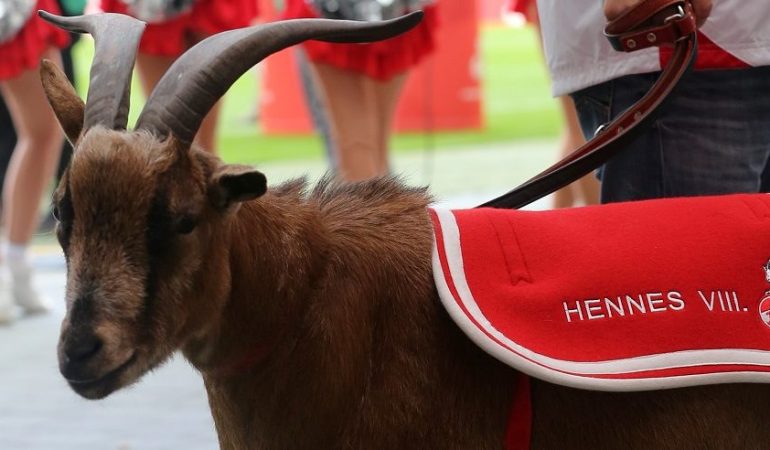 Der Geißbock «Hennes der VIII», Maskottchen des 1. FC Köln, wartet vor den Cheerleadern auf den Spielbeginn. (Foto: dpa)