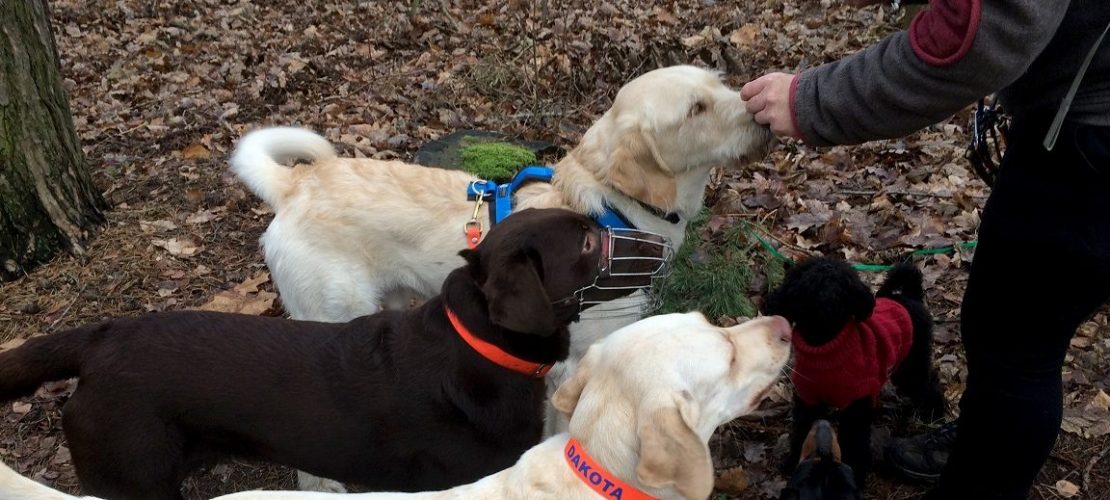 Dogwalker Nora Gohr gibt den Hunden Leckerlis.