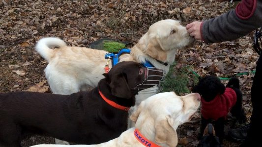 Dogwalker Nora Gohr gibt den Hunden Leckerlis.
