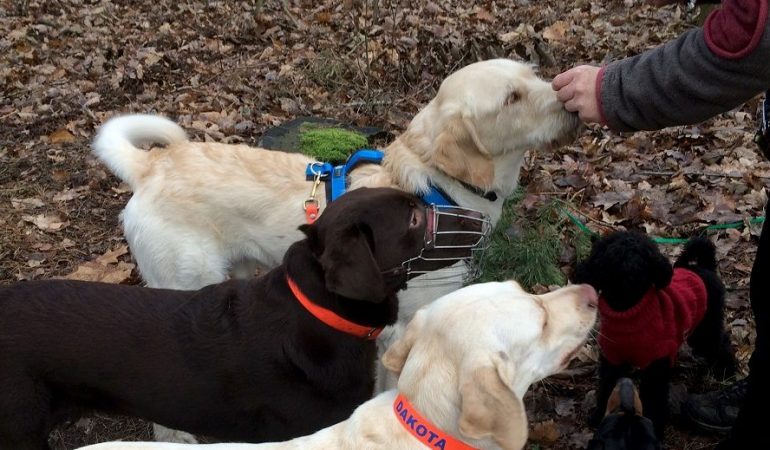 Dogwalker Nora Gohr gibt den Hunden Leckerlis.