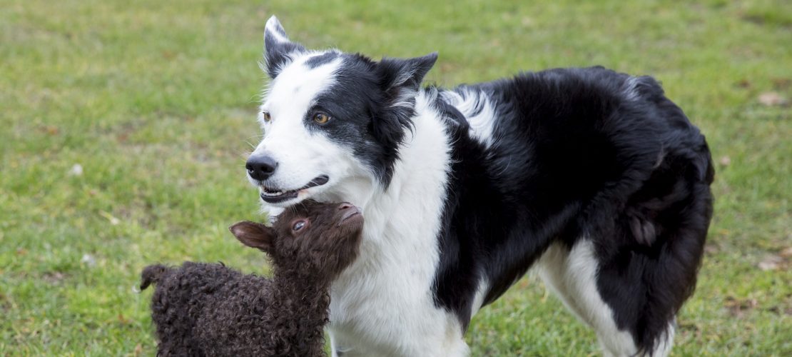 Große Liebe. Motzi schmust auch gerne mit dem Hütehund.
