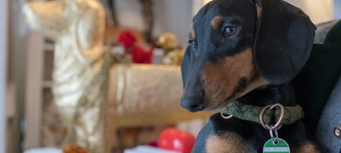 Dackel «Seppi», aufgenommen im Dackelmuseum in Passau. (Foto: dpa)